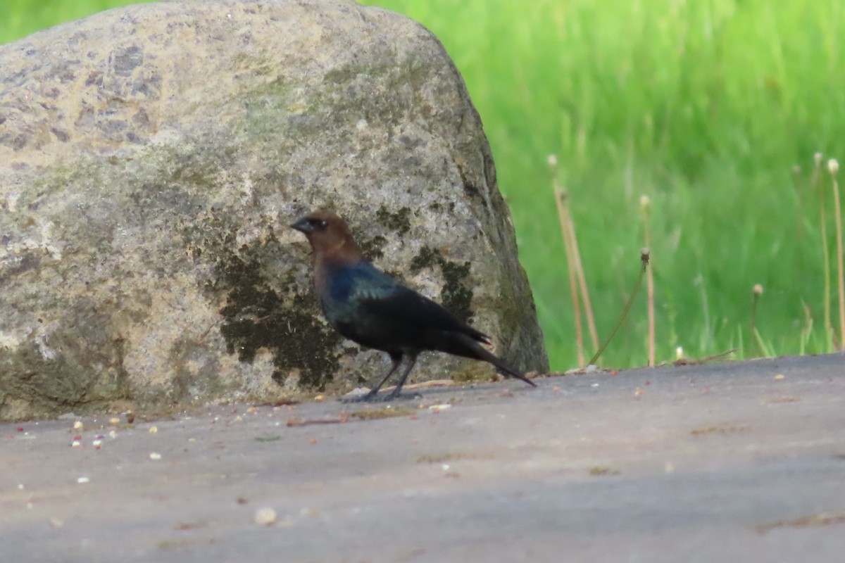 Brown-headed Cowbird - Rita Phillips