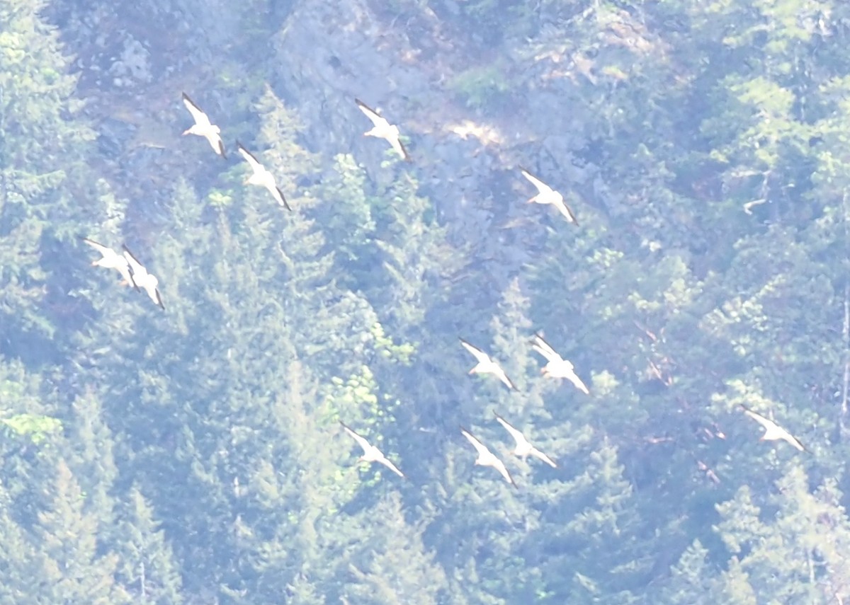 American White Pelican - Robin Lawson