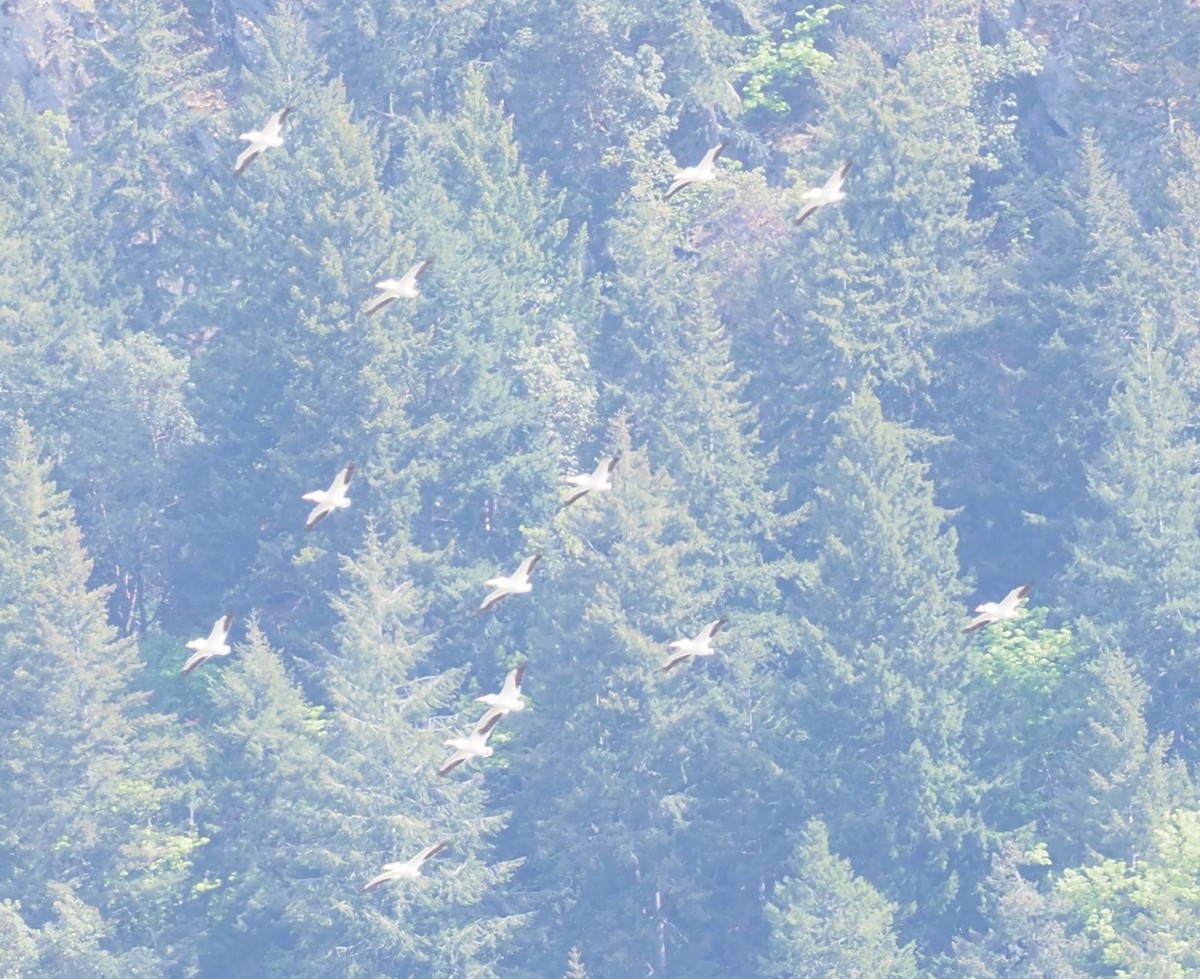 American White Pelican - Robin Lawson