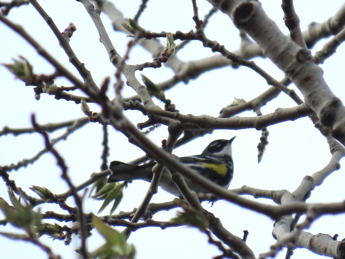 Yellow-rumped Warbler - Cooper White