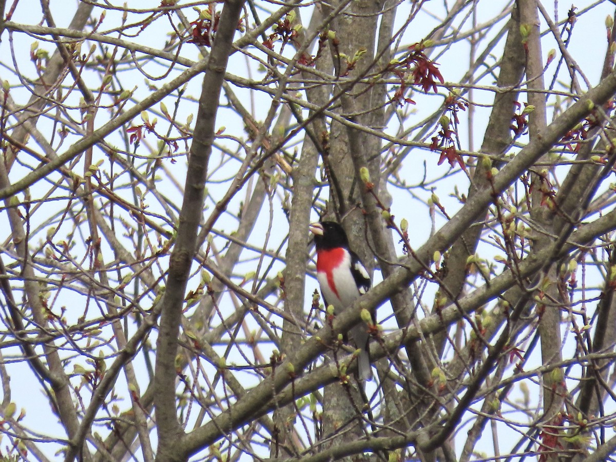 Rose-breasted Grosbeak - Cooper White