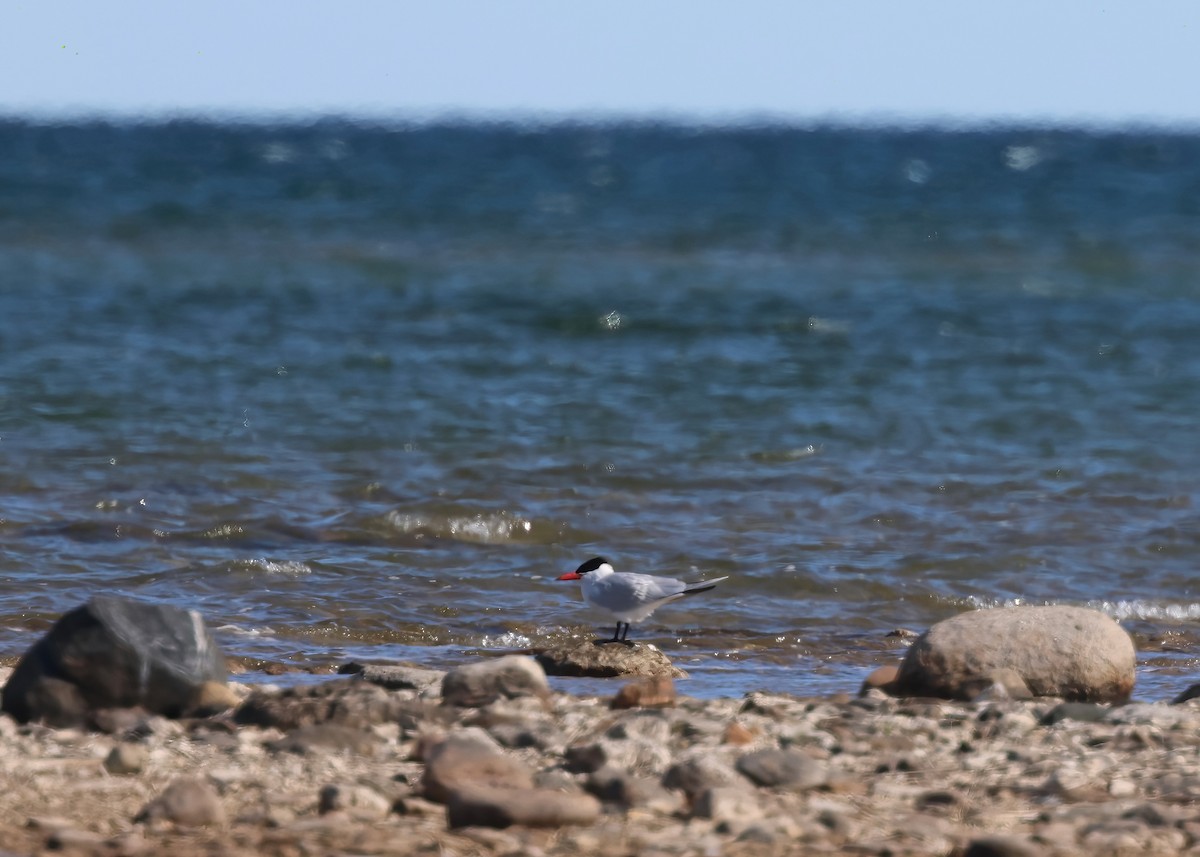 Caspian Tern - Karen and Harry Presser