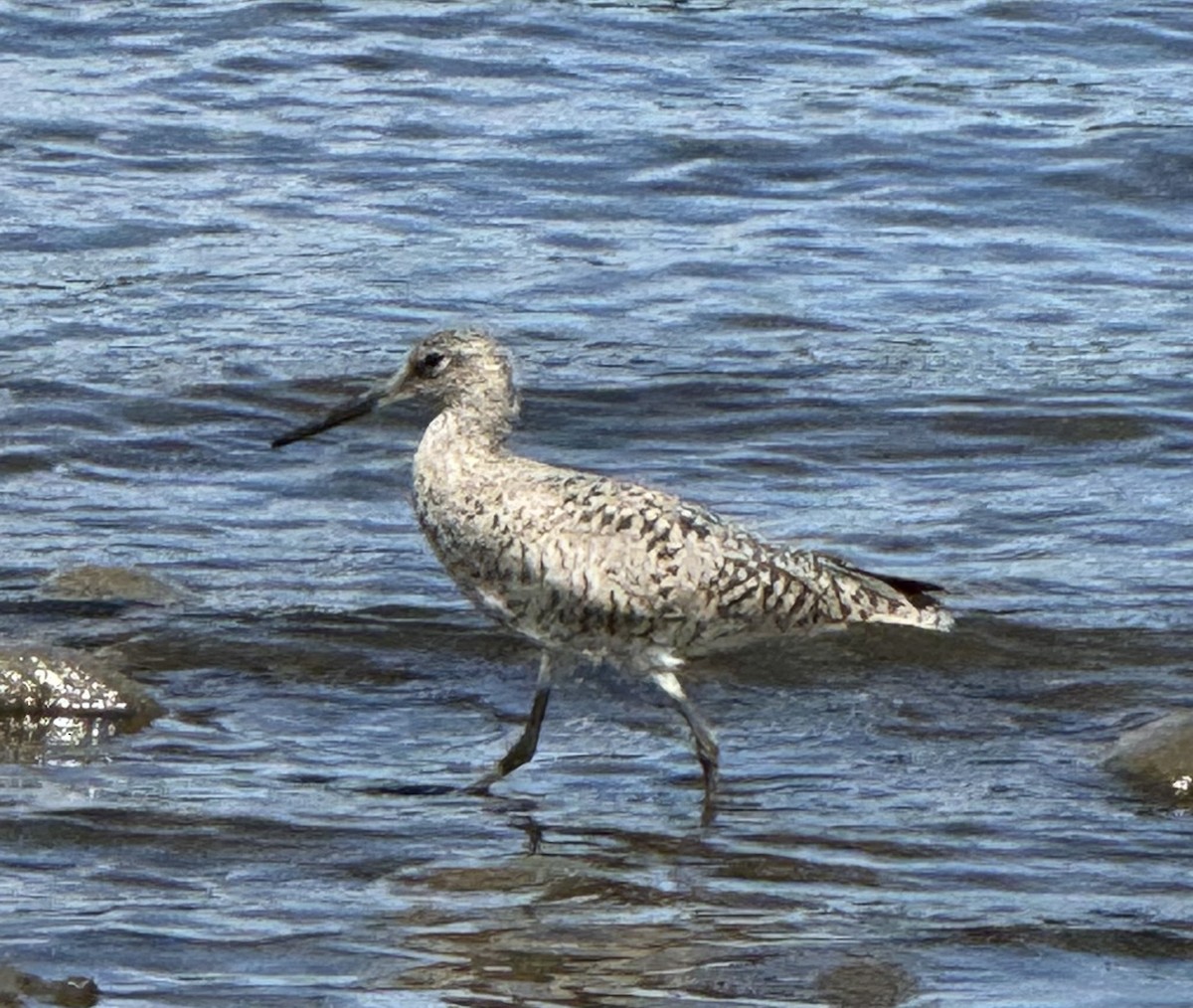 Willet - Nancy & Bill LaFramboise