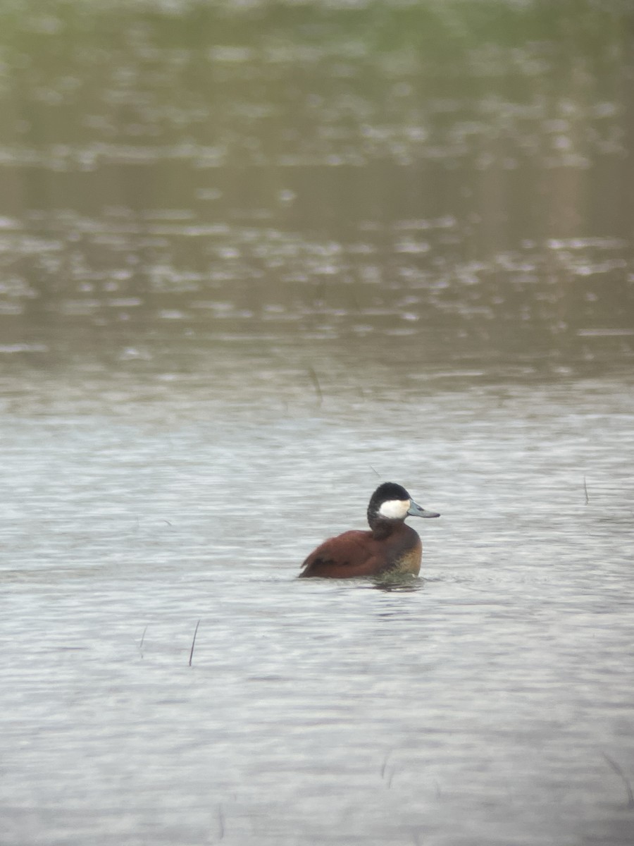 Ruddy Duck - ML618583292