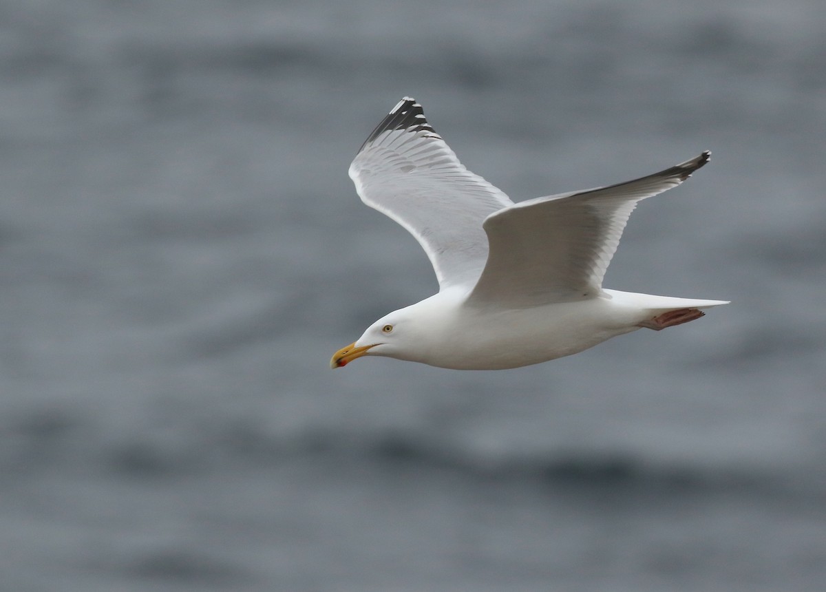 Herring Gull - ML618583293