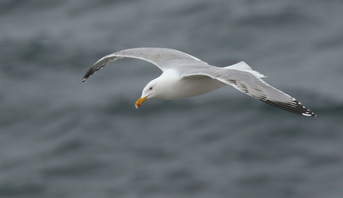 Herring Gull - ML618583294