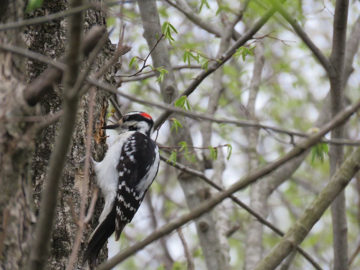 Hairy Woodpecker - Rebecca Laroche