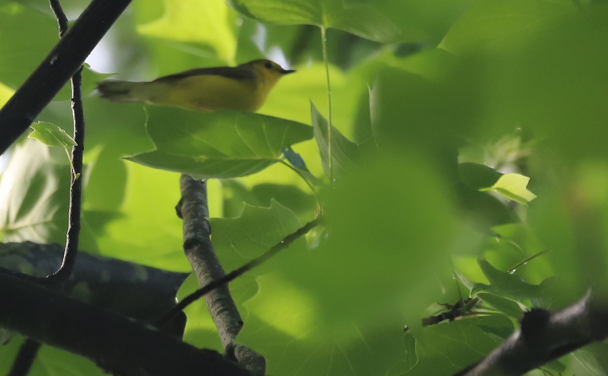 Hooded Warbler - ML618583298