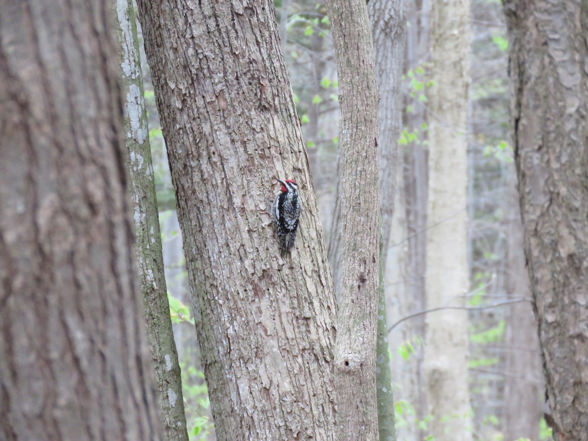 Yellow-bellied Sapsucker - Rebecca Laroche