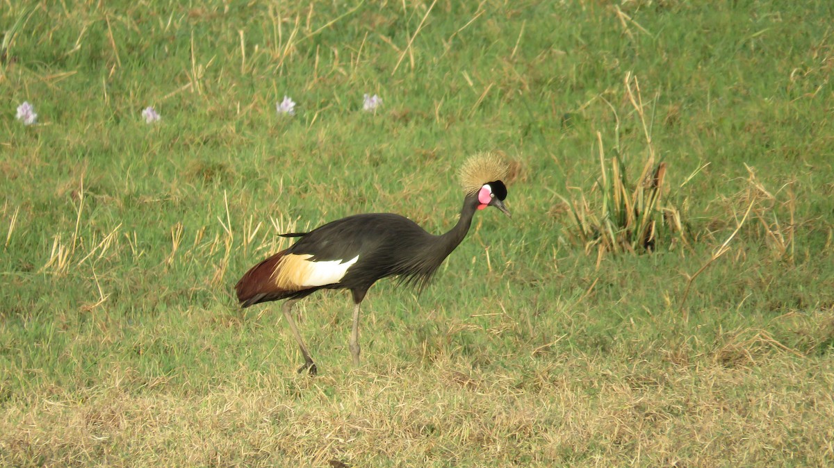 Black Crowned-Crane - ML618583342