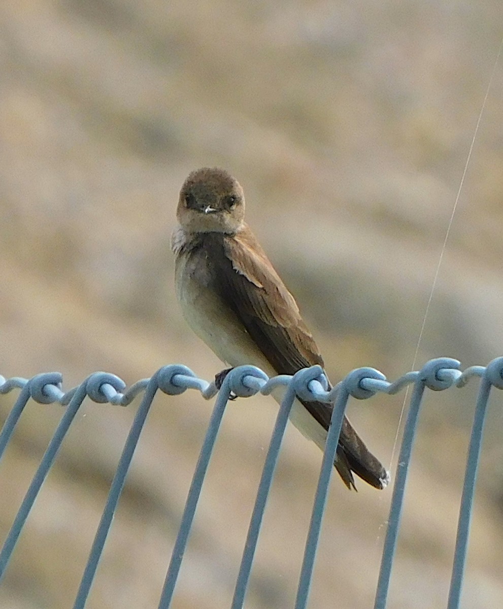 Golondrina Aserrada - ML618583351