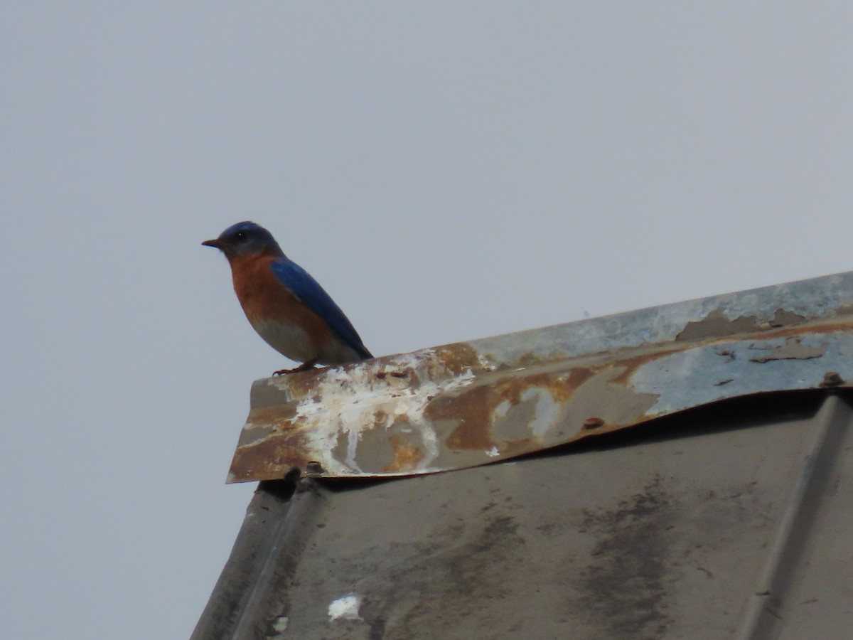 Eastern Bluebird - Michael Robertson