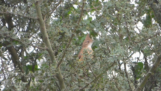 Crested Hornero - ML618583358