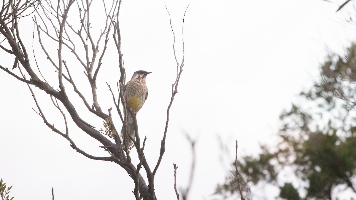 Red Wattlebird - James Bennett