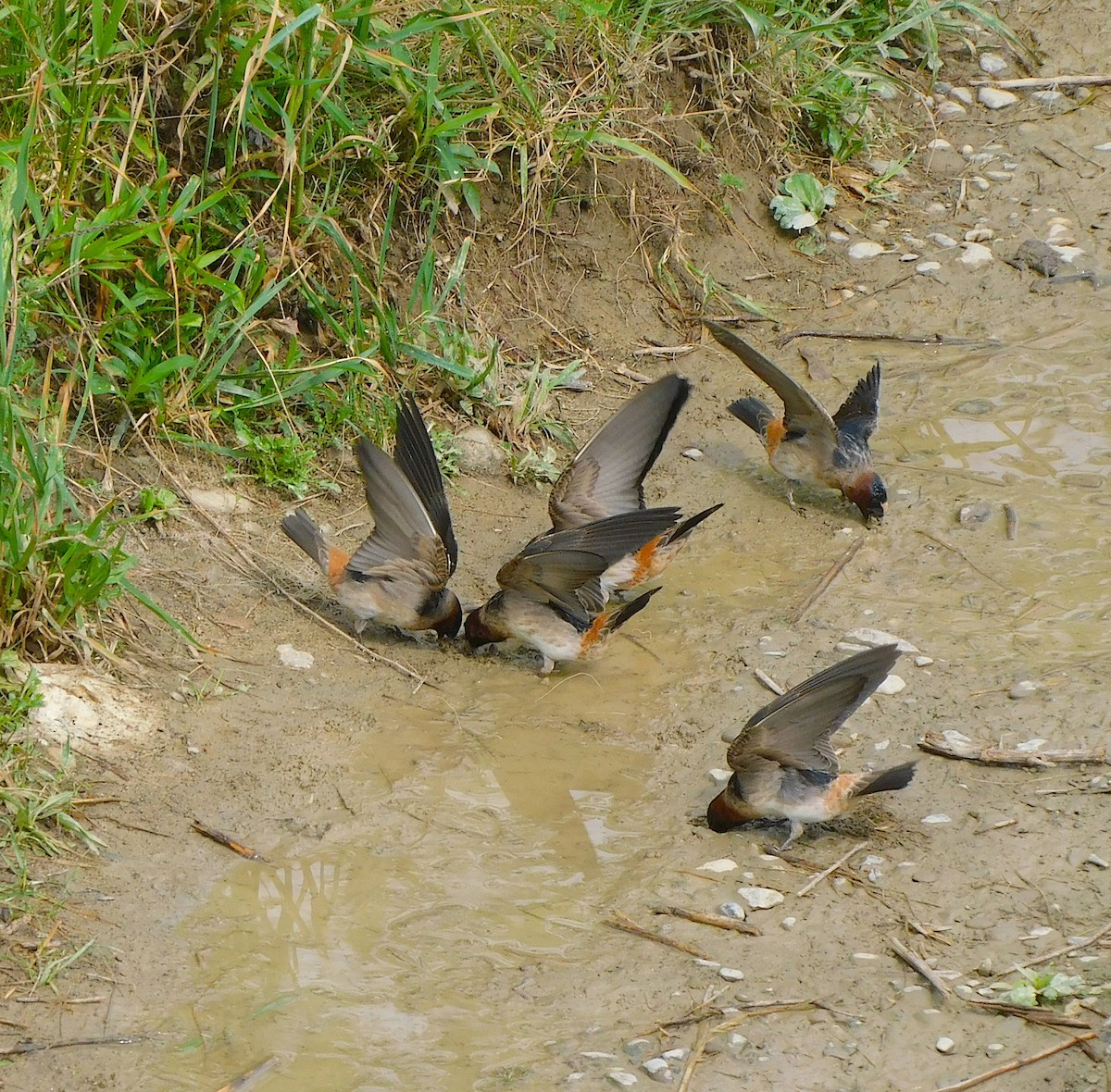 Cliff Swallow - Lee Gray