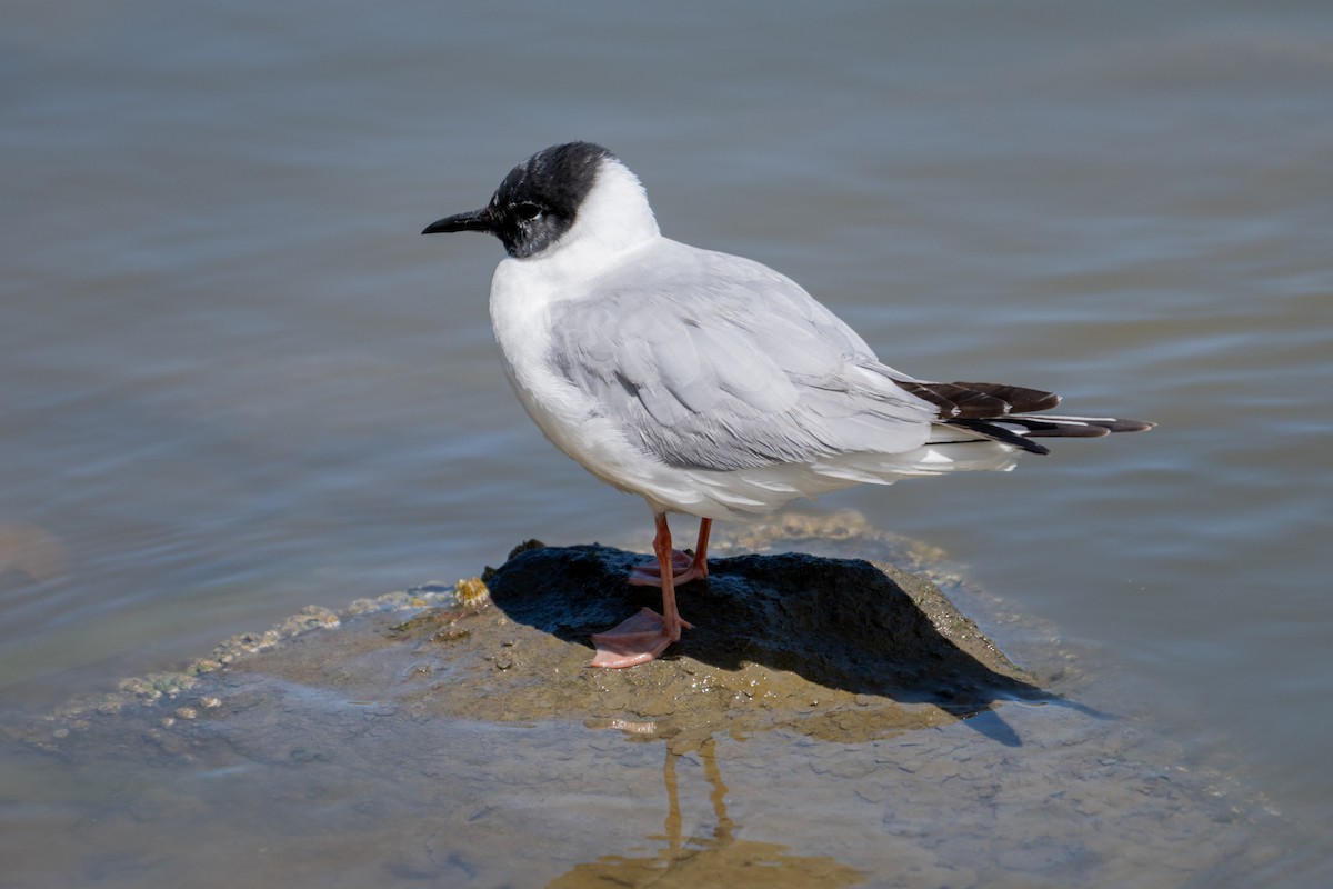 Bonaparte's Gull - ML618583399