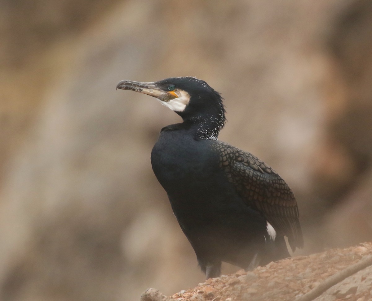 Great Cormorant - ML618583410