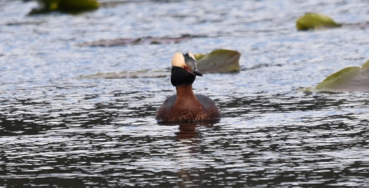 Пірникоза червоношия - ML618583424