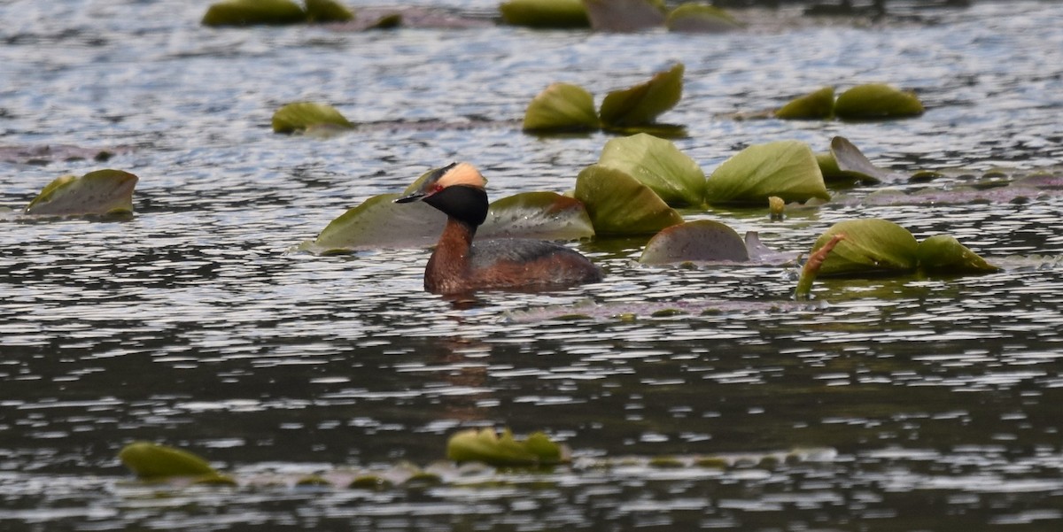Пірникоза червоношия - ML618583425