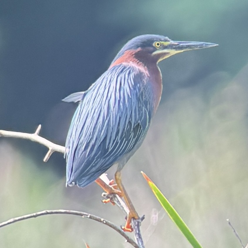 Green Heron - ML618583433