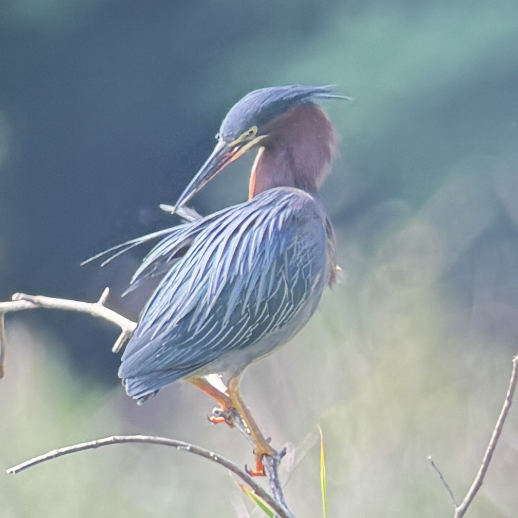 Green Heron - ML618583434