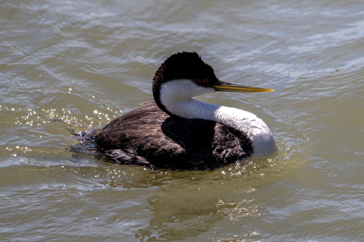 Western Grebe - ML618583449