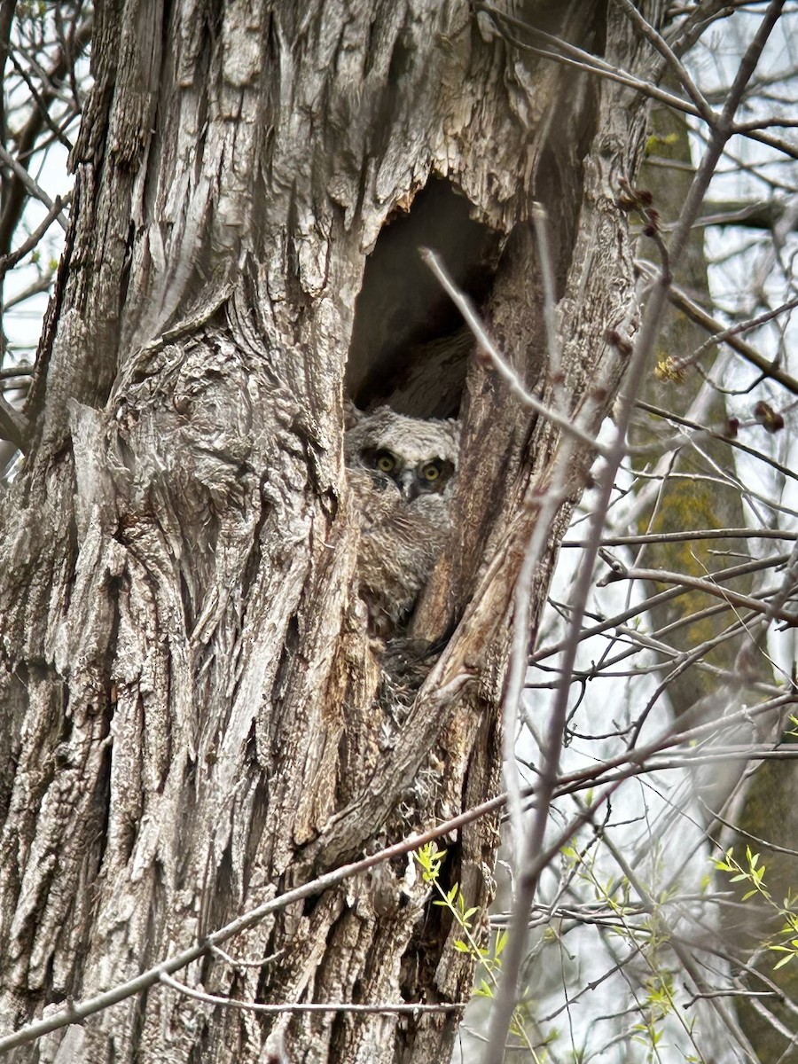 Great Horned Owl - ML618583474