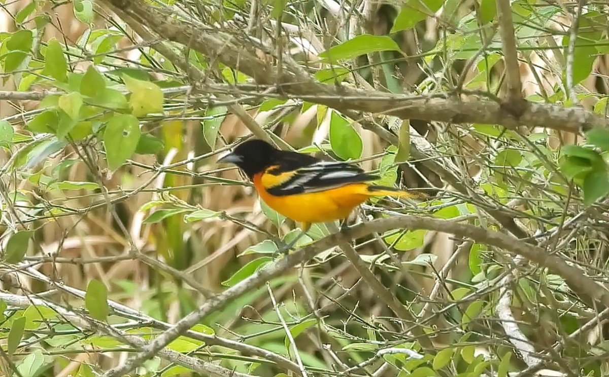 Oriole de Baltimore - ML618583475