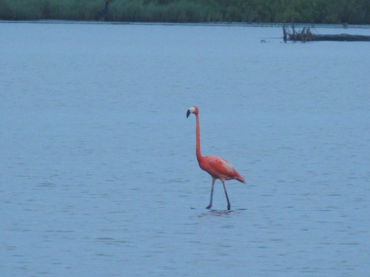 American Flamingo - Sean Verkamp