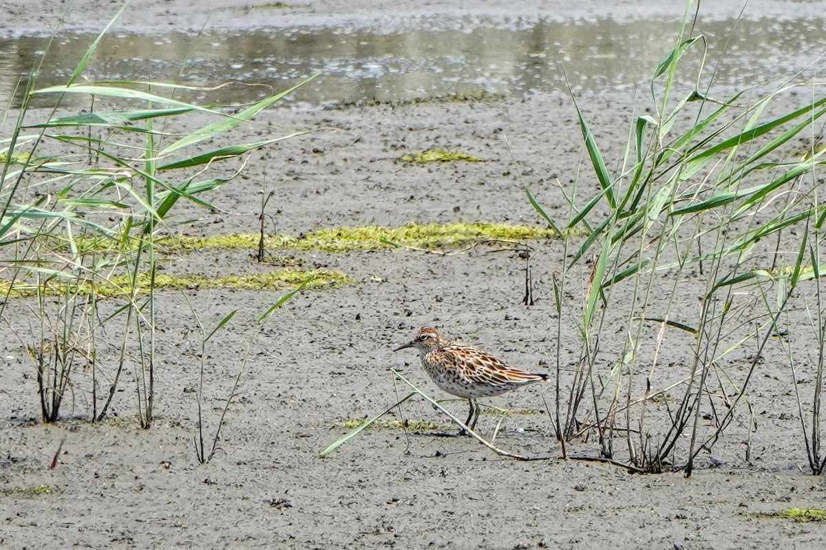 Sharp-tailed Sandpiper - ML618583499