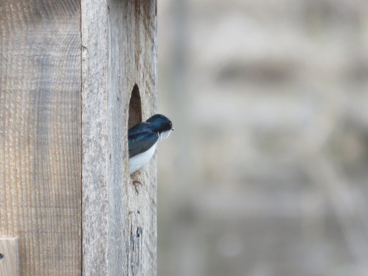 Tree Swallow - Rebecca Laroche