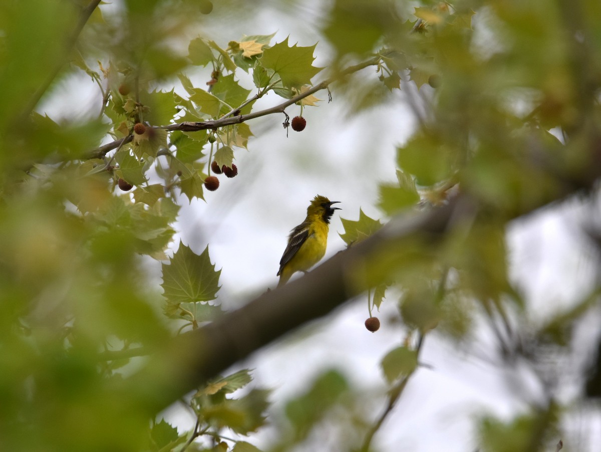 Orchard Oriole - K & B Bealer