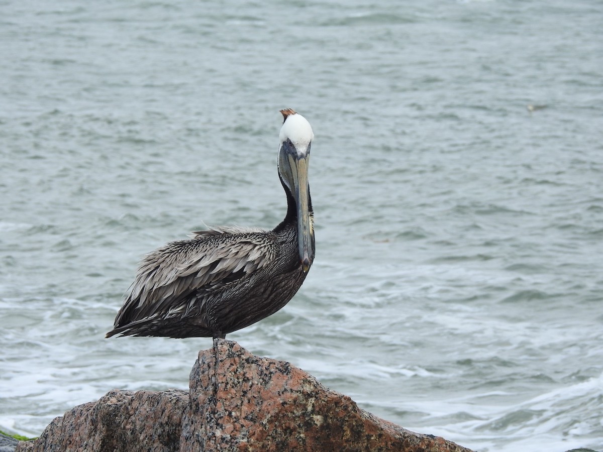 pelikán hnědý - ML618583560