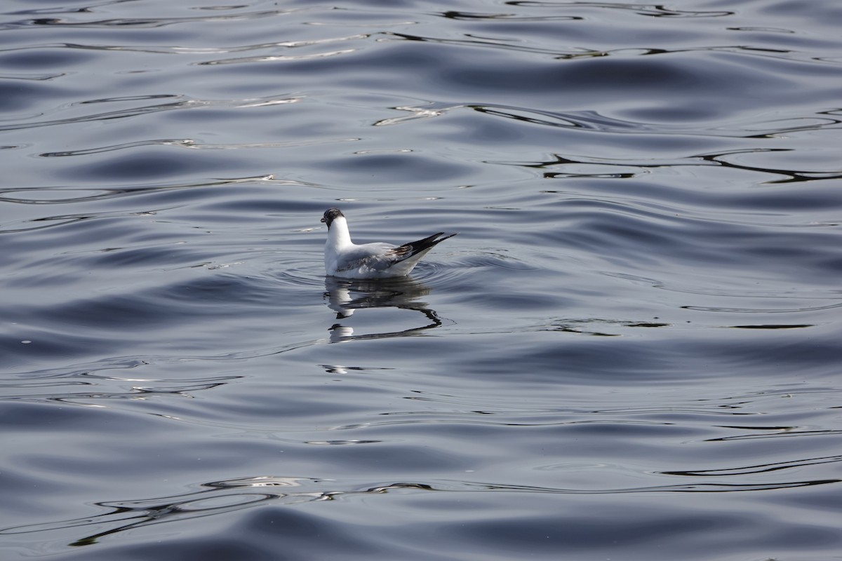 Black-headed Gull - ML618583589