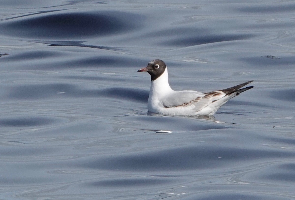 Mouette rieuse - ML618583590