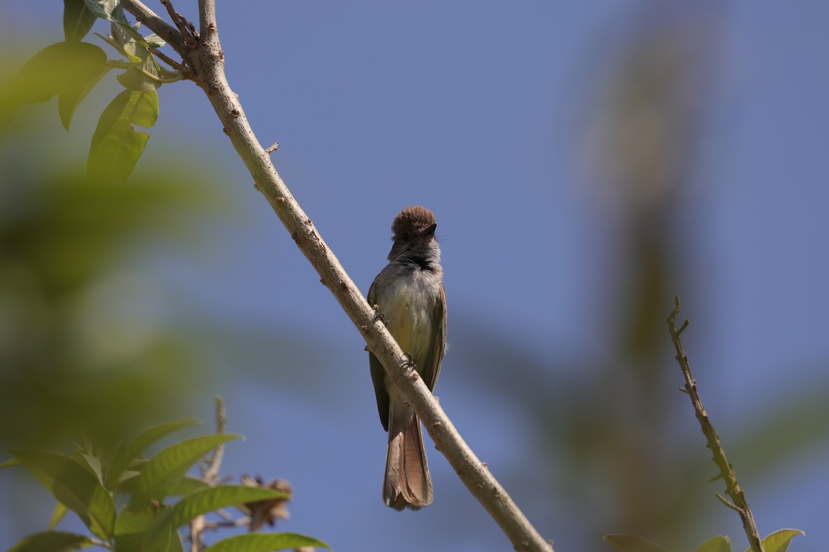 Nutting's Flycatcher - ML618583605