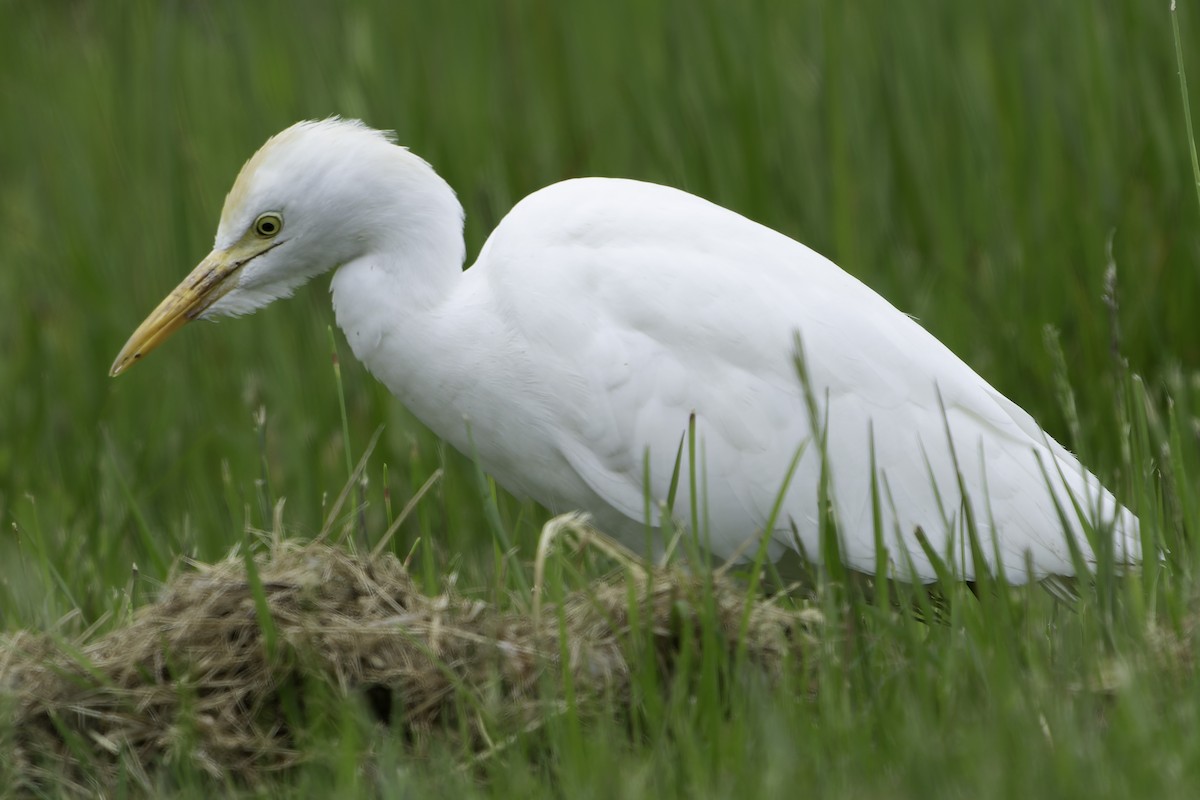 Египетская цапля (ibis) - ML618583623