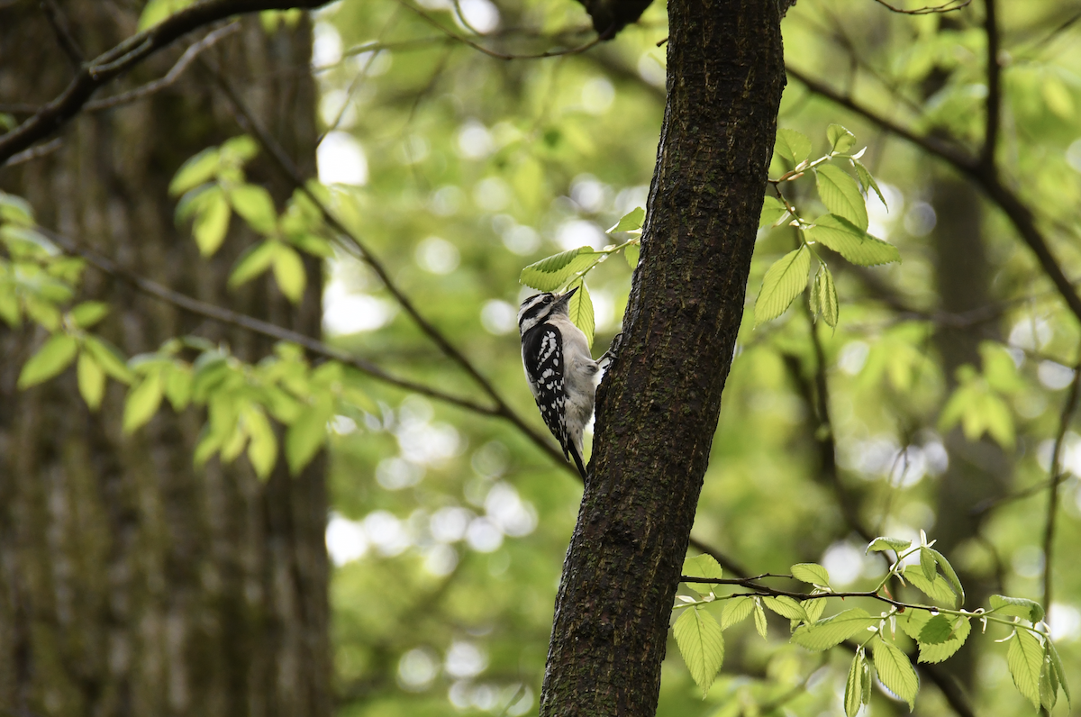 Downy Woodpecker - ML618583643