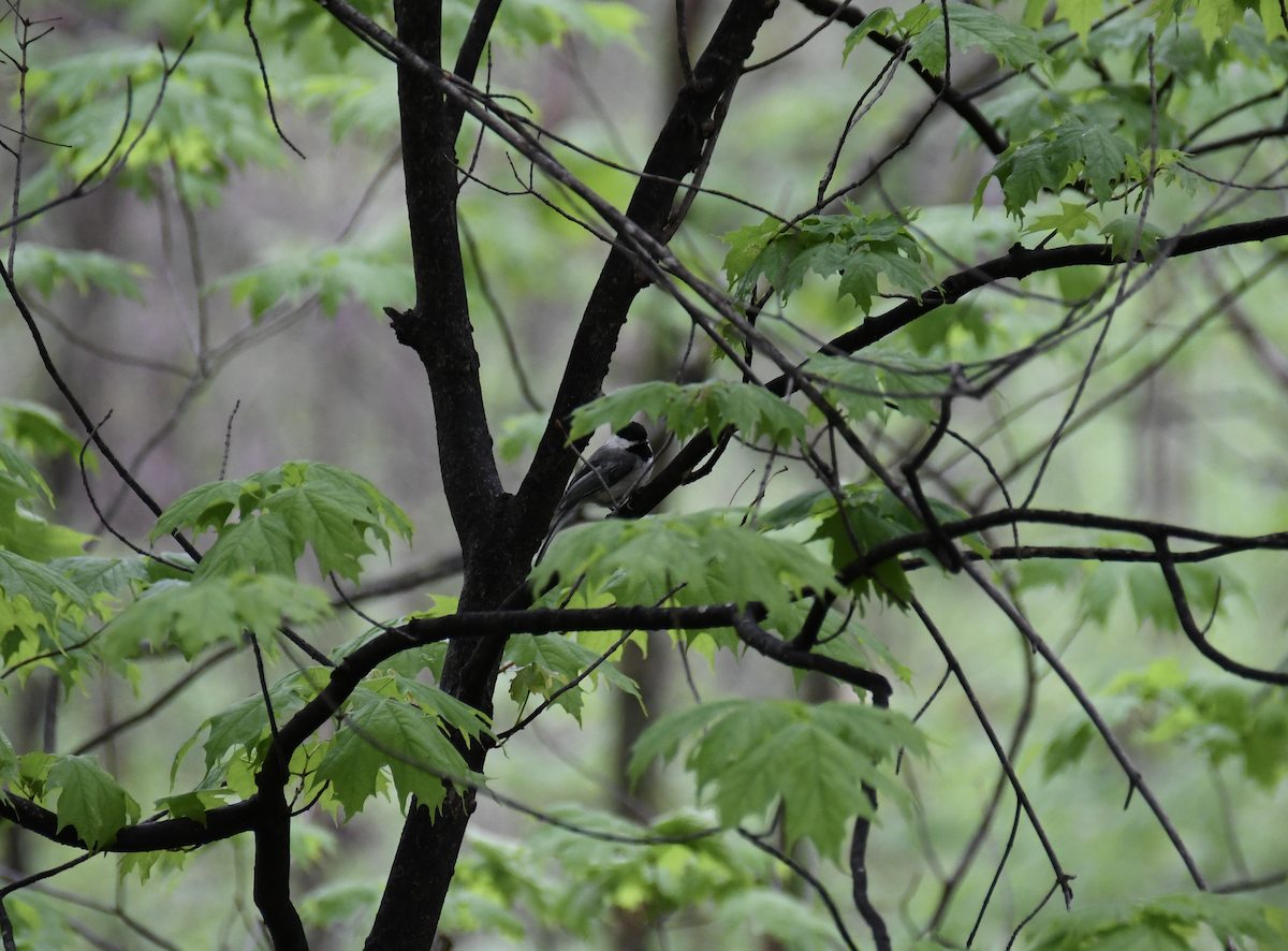 Black-capped Chickadee - ML618583648