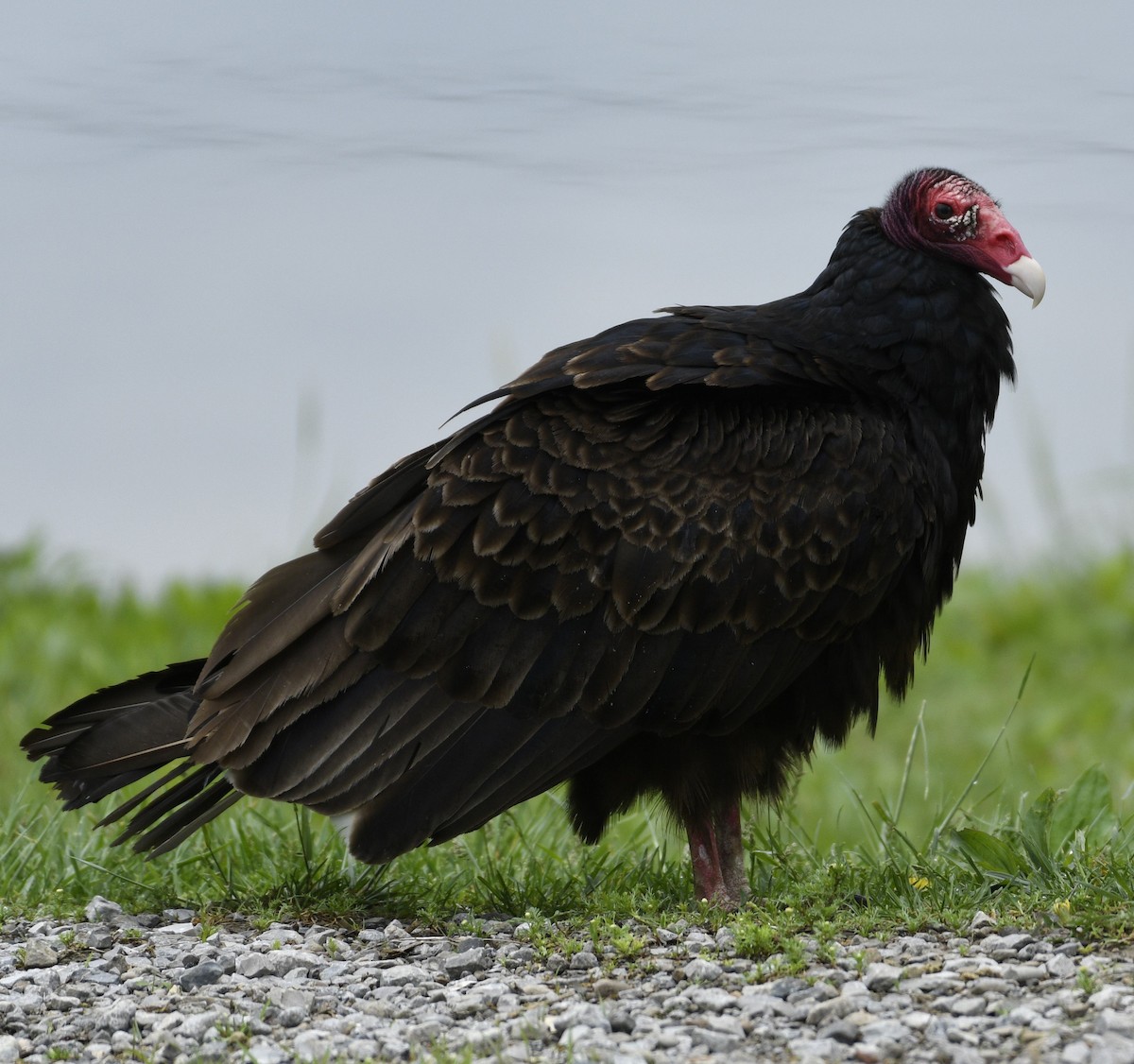 Urubu à tête rouge - ML618583654