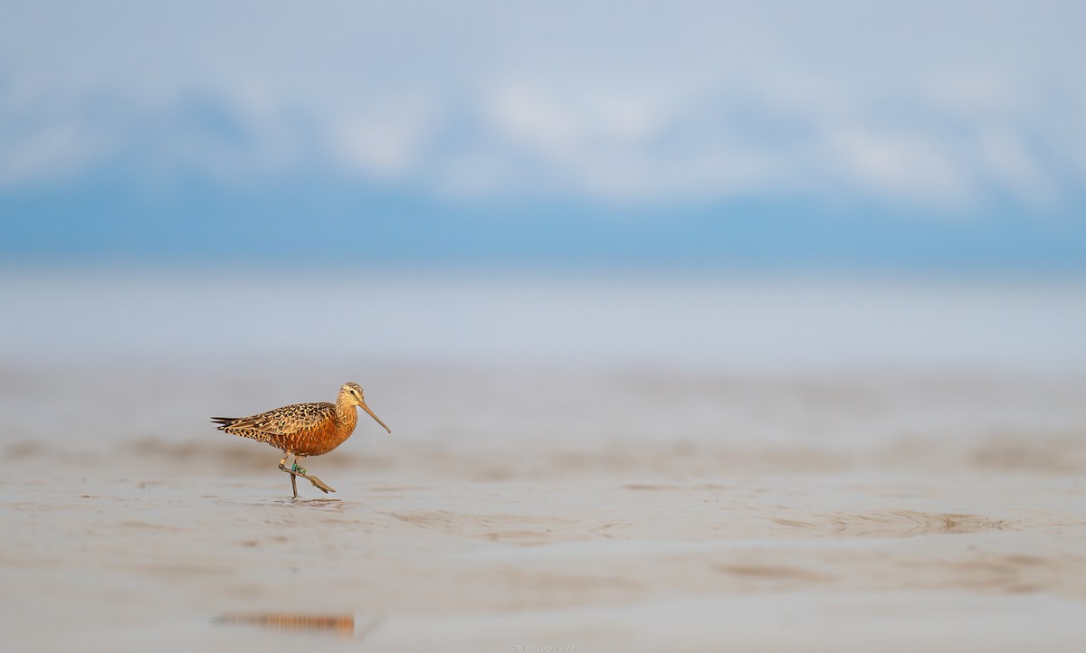 Hudsonian Godwit - ML618583661