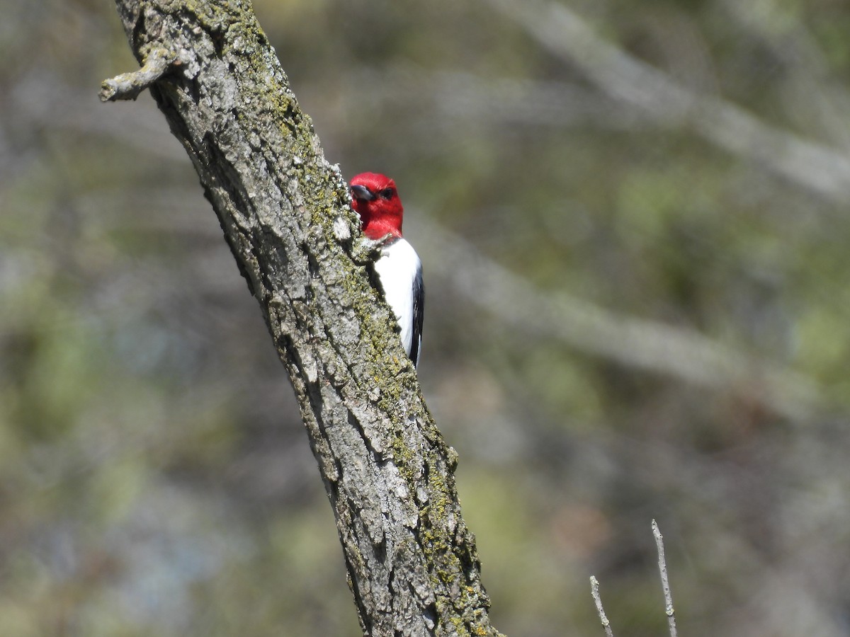 Red-headed Woodpecker - ML618583674