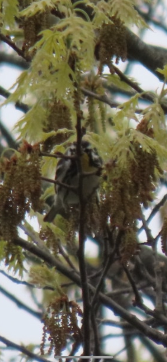 Yellow-throated Warbler - ML618583689