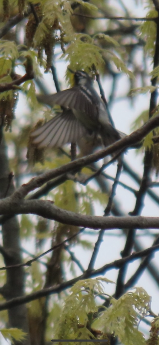 Yellow-throated Warbler - ML618583691