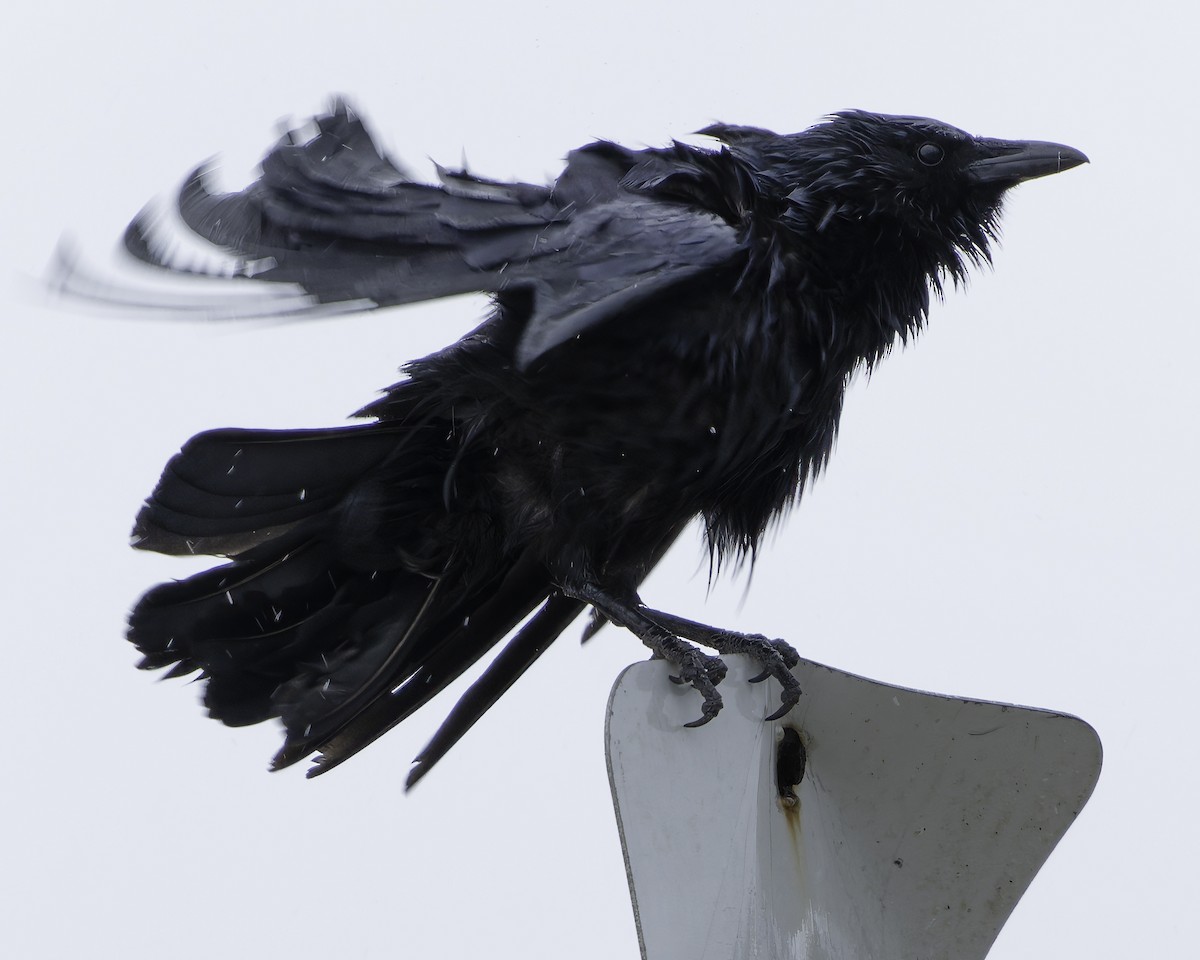 Fish Crow - Grant Price