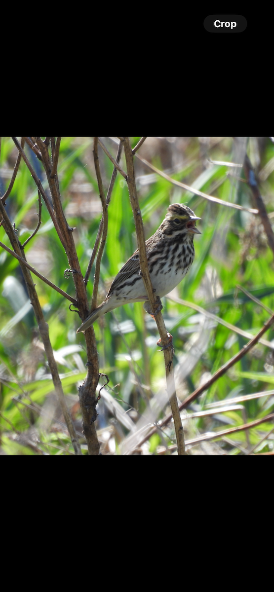 Savannah Sparrow - ML618583696