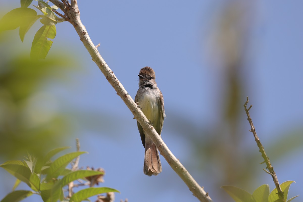 Nutting's Flycatcher - ML618583697