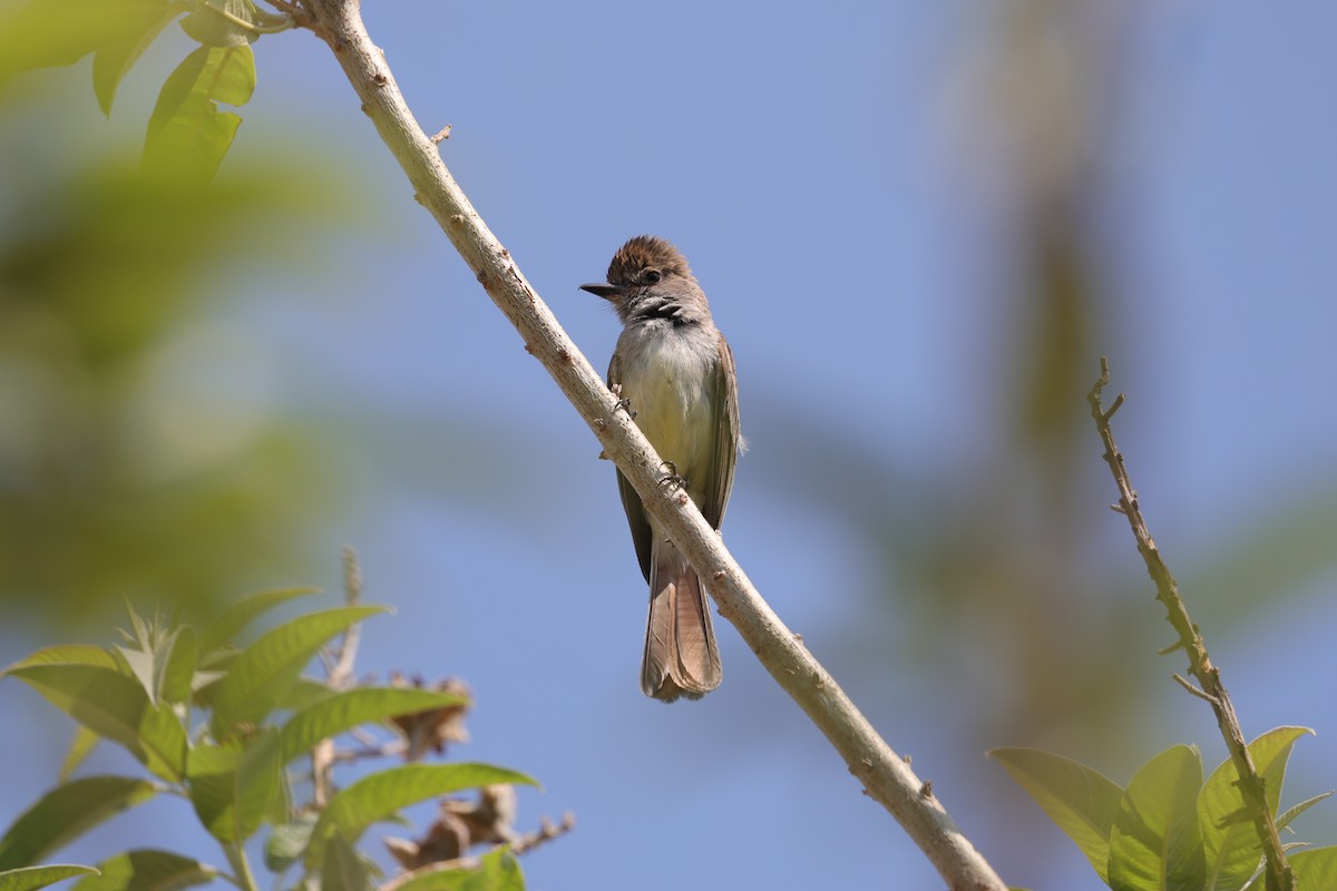 Nutting's Flycatcher - ML618583700