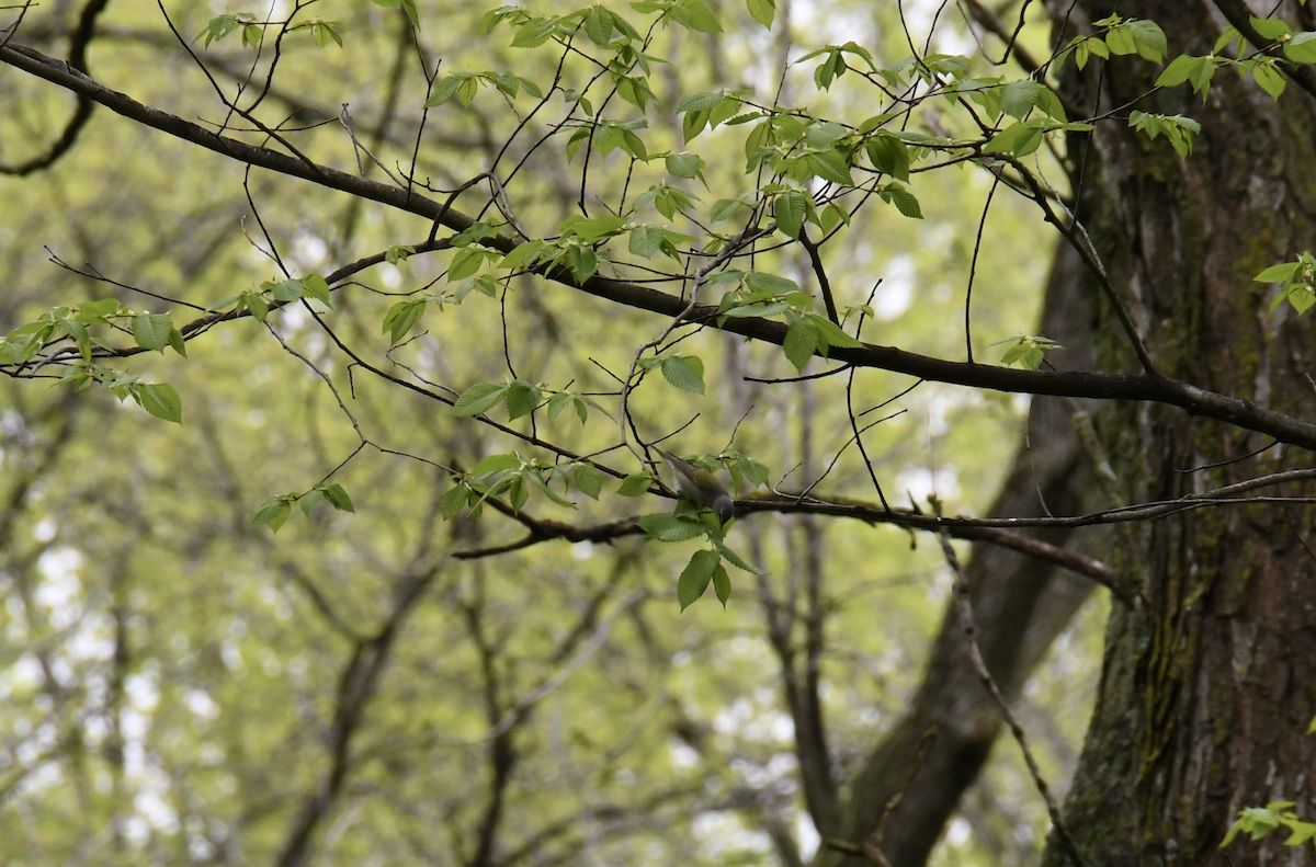 Tennessee Warbler - ML618583712