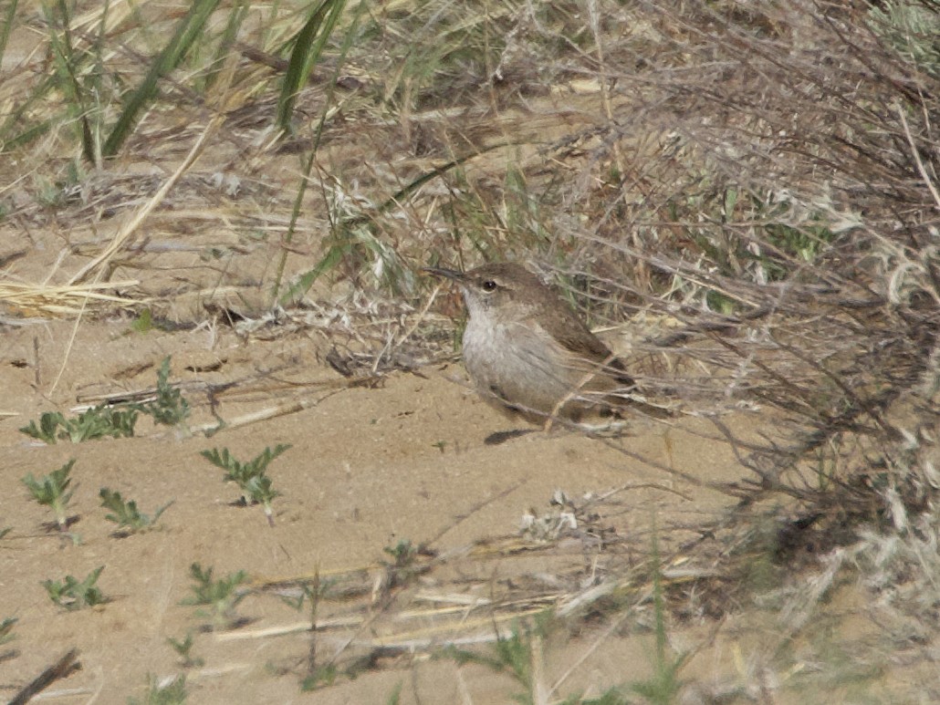 Rock Wren - ML618583723